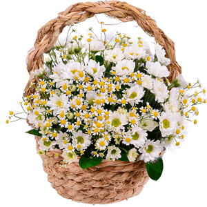 корзина ромашек