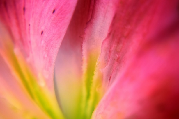 flower-petals-10.jpg