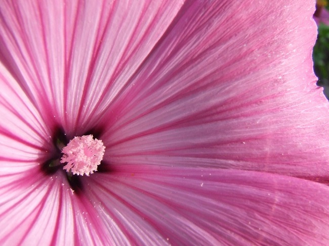 mallow_pink_mallow_flower_blossom_bloom-940188.jpg!d.jpg