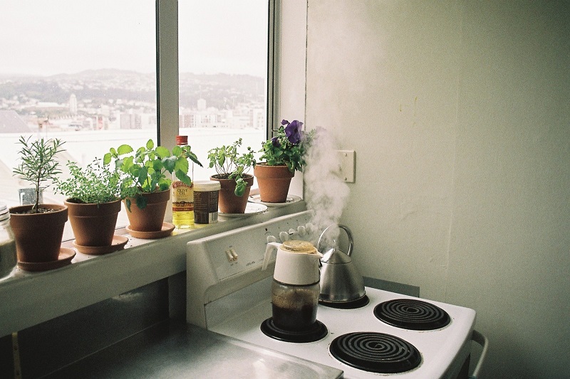 plants_house_film_home_nature_kitchen_coffee_analog-884817.jpg!d.jpg