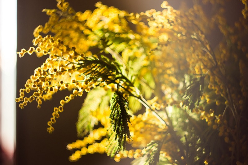 mimosa-2761973_1280.jpg