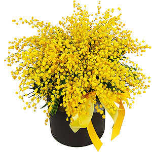 шляпная коробка с мимозой.png