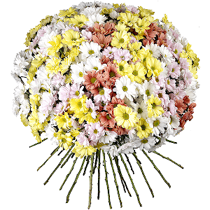 51 Daisy poms with delivery Yekaterinburg
