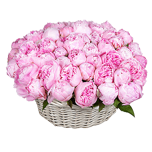Basket of 51 delicate peonies with delivery Yekaterinburg