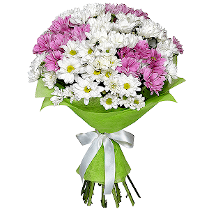 11 Daisy poms with delivery Yekaterinburg