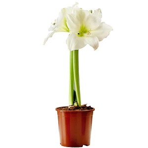 Amaryllis with delivery Asbest