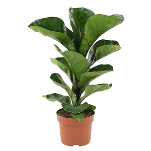 Ficus Lyre-shaped with delivery Asbest