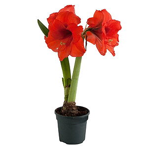 Red Amaryllis with delivery Asbest