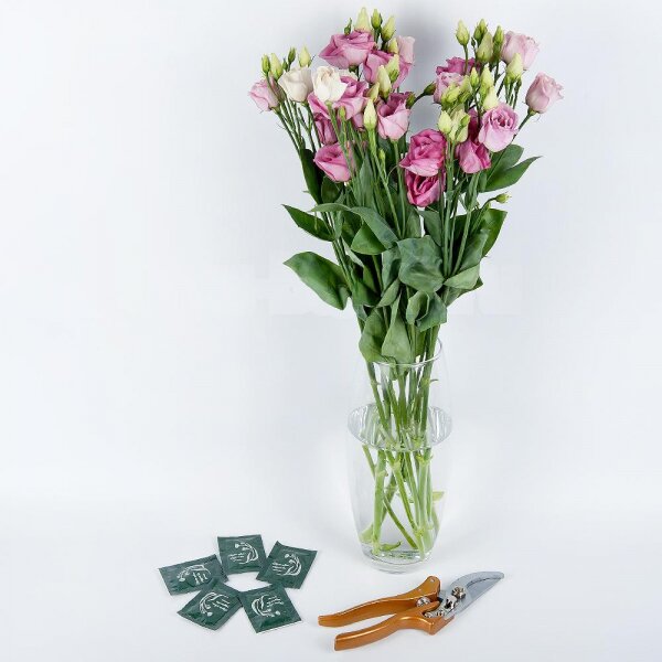 Transparent vase, Flower pruner, Chrysal flower boost