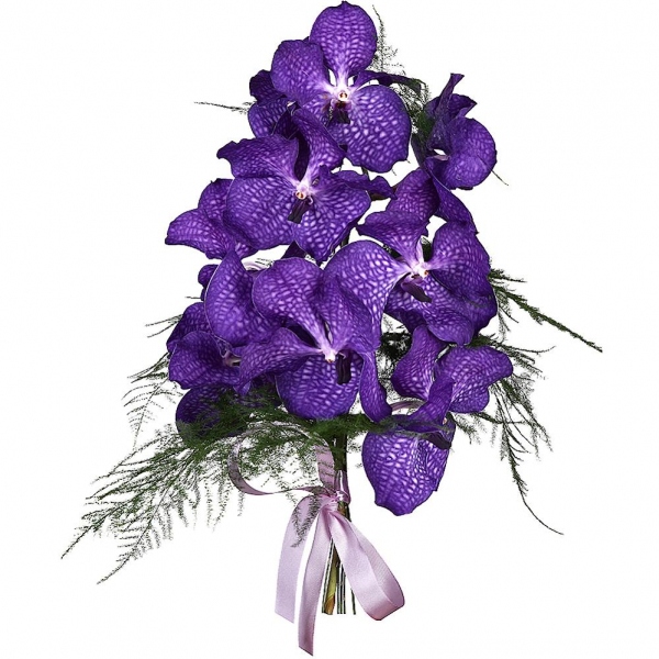 Vanda Orchid bud - 11, Asparagus setaceus (1 pc.), Ribbon