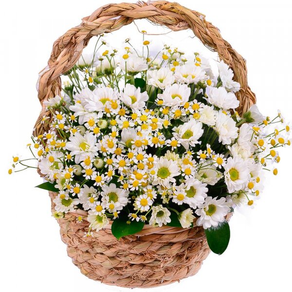 Chamomile - 7, Santini White Spray Chrysanthemum - 6, Medium Basket, Oasis, Ruscus