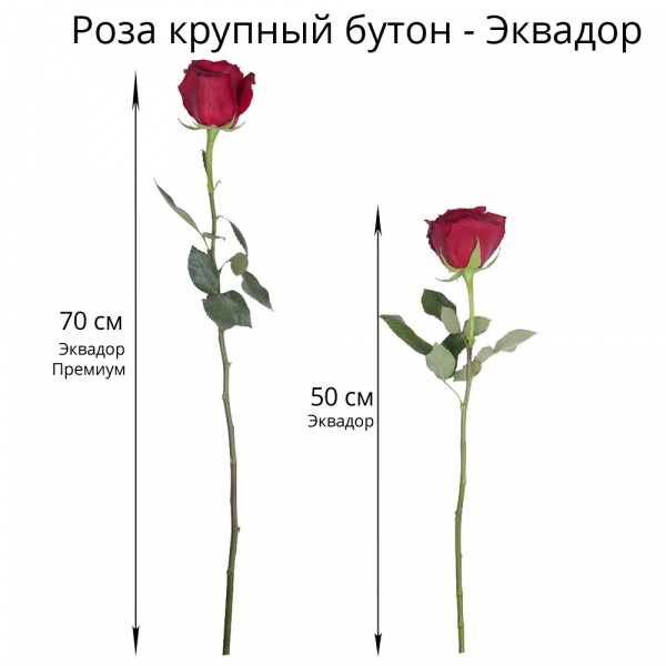 Букет из 35 красных роз Эквадор