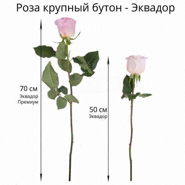 Роза Эквадор разноцветная 50 см - 15, Современная упаковка