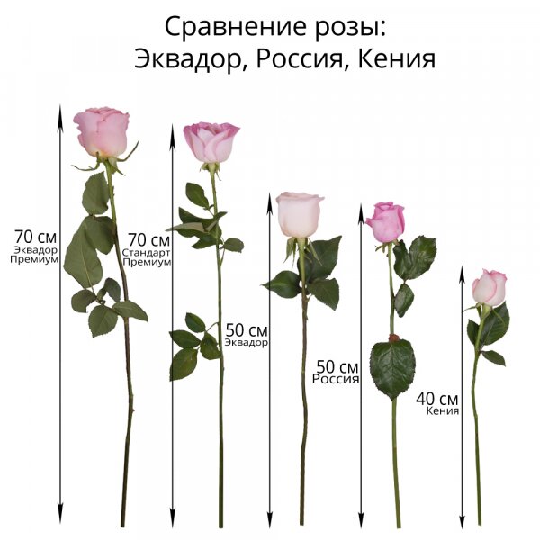 Роза Эквадор разноцветная 50 см - 15, Современная упаковка