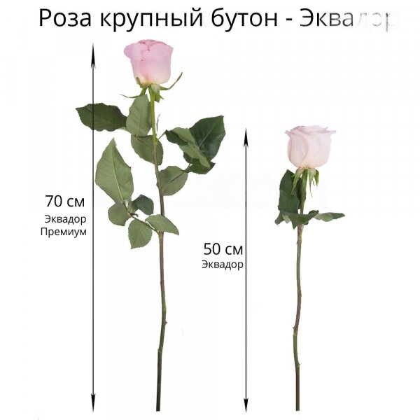 Букет из 15 разноцветных роз Эквадор