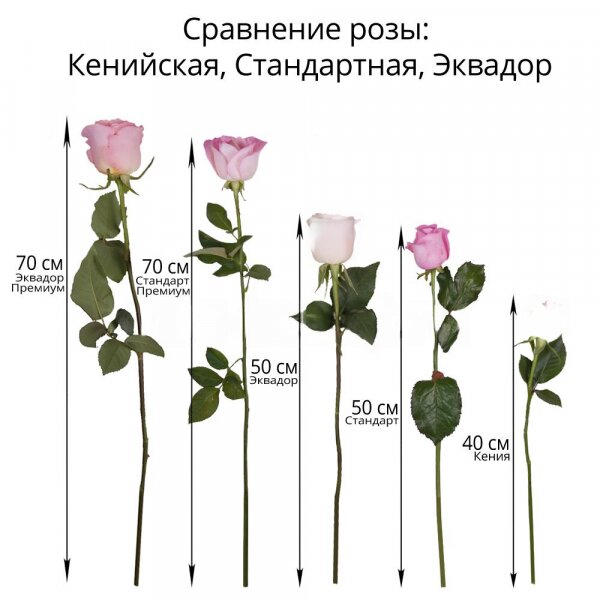 Роза Эквадор разноцветная 50 см - 7, Современная упаковка