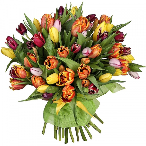 Tulip - 51, Wrapping Paper